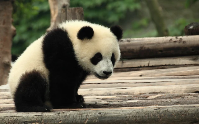Chengdu Panda Base
